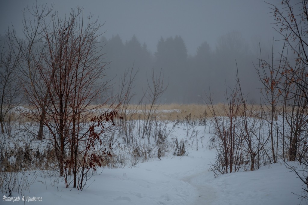 Тропинка в городском парке туманным утром. Муром, февраль 2019 02