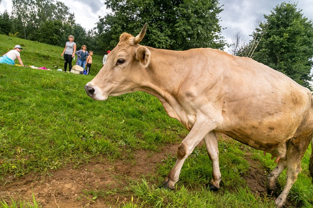 Коровы в Спас-Купалище 10