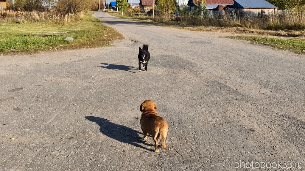 06 Собаки в деревне Кондаково