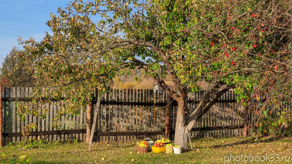 18 Яблочный спас в селе Левино, Меленковский район