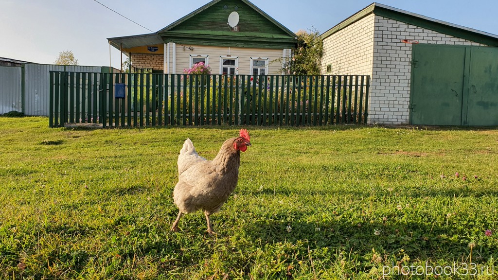 25 Курица из села Стригино, Муромский район