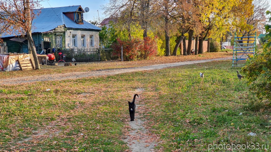 52 Черный кот в деревне Левино, Меленковский район