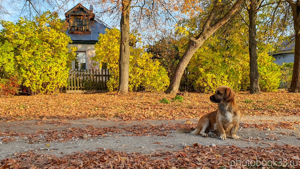81 Домашний пёс в деревне Левино, Владимирская область