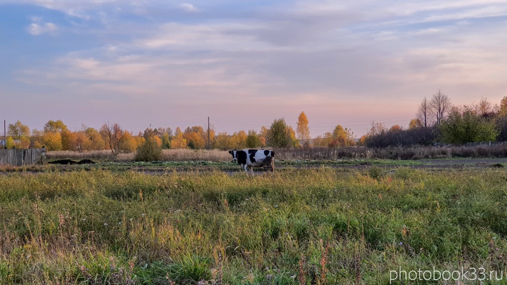 96 Корова в д. Левино, Владимирская область