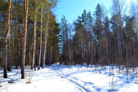 Лесные стёжки-дорожки в марте д. Н. Занинка Судогодского района