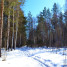 Лесные стёжки-дорожки в марте д. Н. Занинка Судогодского района
