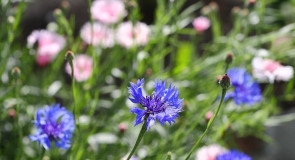 12 июля — Петров день