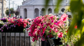 Владимир. Дождь, солнце и цветы