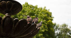 Владимирские голубки