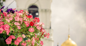 Городские цветы во Владимире