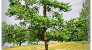 Живописные места Спас-Купалища (Судогодский район)