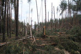 Последствия урагана 10 июля в г. Собинка и заказнике «Крутовский»