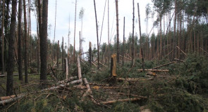 Последствия урагана 10 июля в г. Собинка и заказнике «Крутовский»