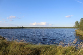 Иванищевское болото (Гусь-Хрустальный район)