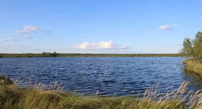 Иванищевское болото (Гусь-Хрустальный район)