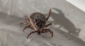 Будьте осторожны! Инфицированные клещи!