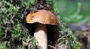 Колосовики