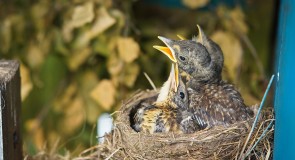 Летние птицы Владимирского края