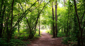 Парк Дружбы (г. Владимир)