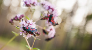 Природа Судогодского района