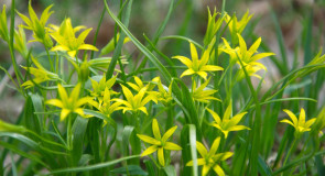 Природа Ярополча от Ляйсаны Спасовой