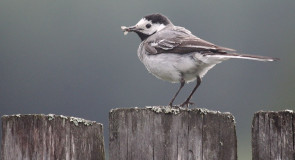 Птички заборные от Павла Артюшина
