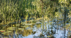 Лето. Любимая Каменка