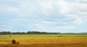 Сенное поле. С. Малышево (Ковровский район)