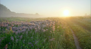 По дороге, вдоль цветущих лугов (Суздальский район)