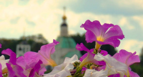 Цветы на смотровой