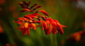 Цветочное вдохновение от Юлии Постниковой