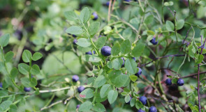 Черника-земляника-костяника