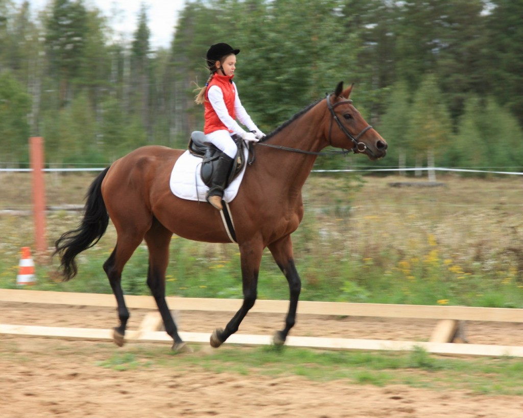 В деревне Старово прошли соревнования по конному спорту 08