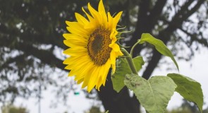 Владимирская пойма