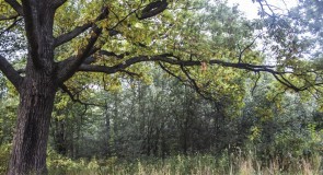 Загородный парк во Владимире