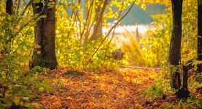 Краски осени от Сергея Лакеева