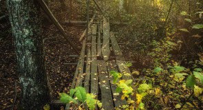 Меленки. Закат в лесу