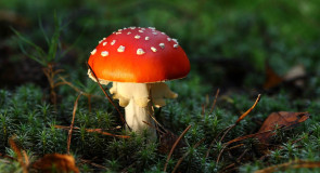 Яркие мухоморы во Владимирской области