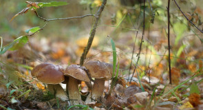 Осень — Грибная пора