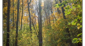 Осень — унылая пора! Очей очарованье!