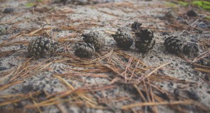 Природа загородного парка