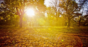 Прогулка по Владимирскому лесу с Владимиром Чучадеевым