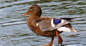 Птички Владимирские