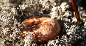 Рыжики в Ковровском лесу