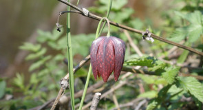 Рябчик Шахматный в Меленковском районе