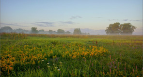 Среди цветущих лугов клязьменской поймы