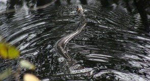 Ужик Вязниковский. Автор — Андрей Тарасов