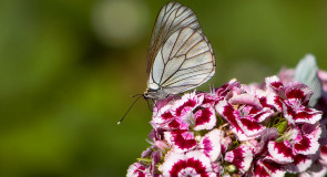 Бабочки! Много бабочек!