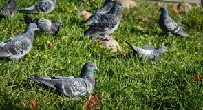 Владимирские голуби