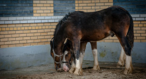Госконюшня «Заклязьменская» в микрорайне Заклязьменский
